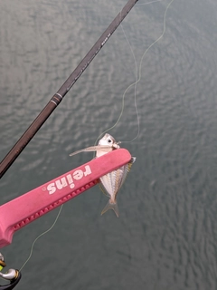 ヒイラギの釣果