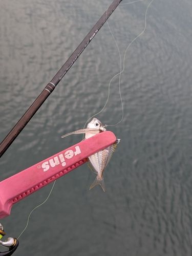 ヒイラギの釣果