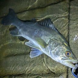 フッコ（マルスズキ）