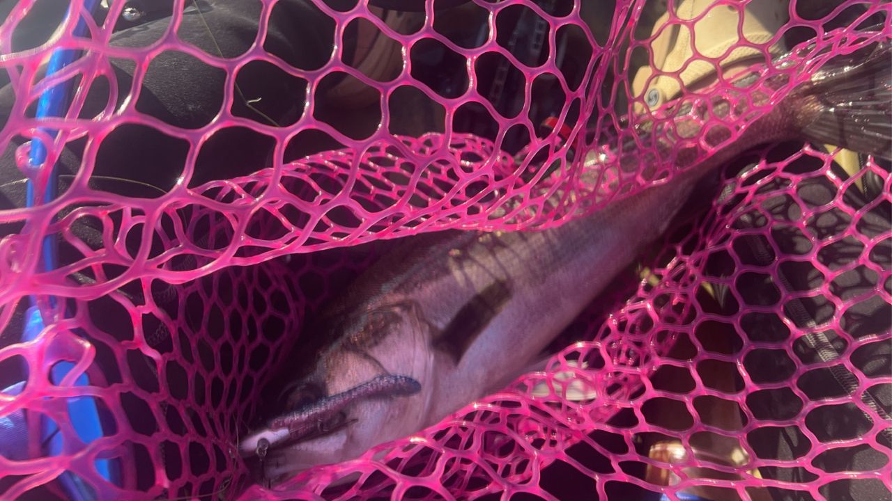 ハクラ（マルスズキ）