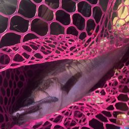 ハクラ（マルスズキ）