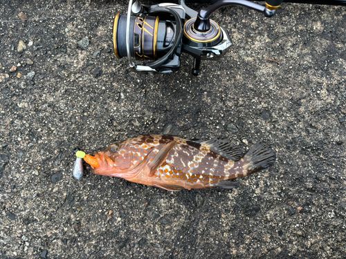 キジハタの釣果