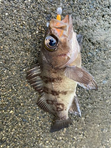 アカメバルの釣果