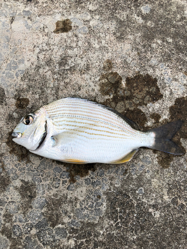 ヘダイの釣果