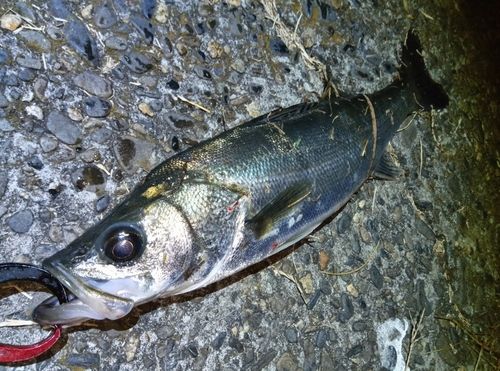 フッコ（マルスズキ）の釣果