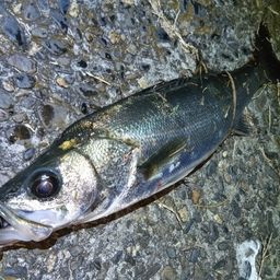 フッコ（マルスズキ）