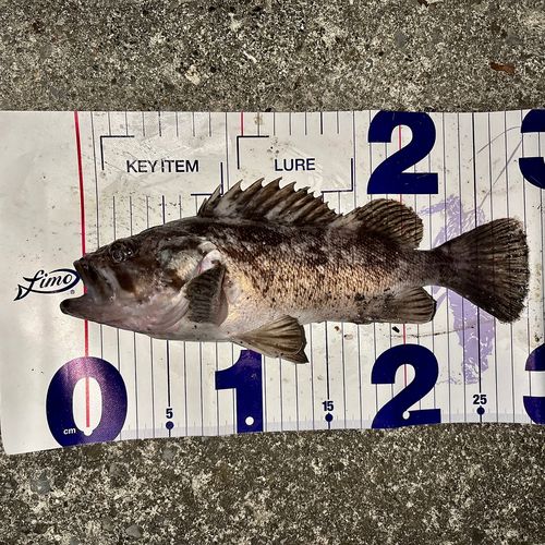 クロソイの釣果