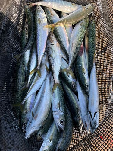 サバの釣果