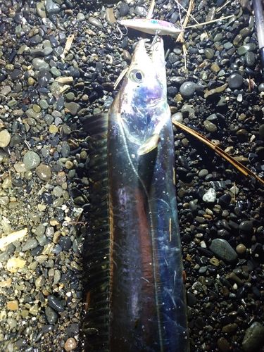 タチウオの釣果