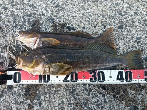 アイナメの釣果