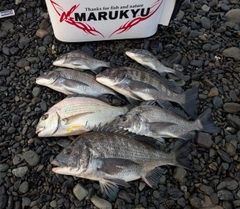 クロダイの釣果