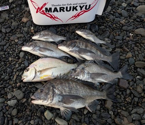 クロダイの釣果