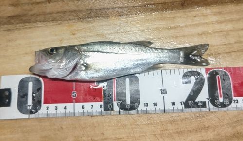 セイゴ（マルスズキ）の釣果