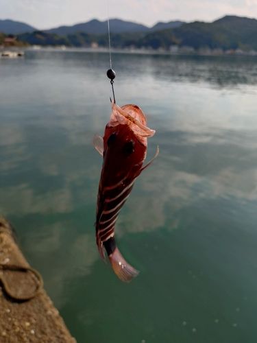 アカハタの釣果
