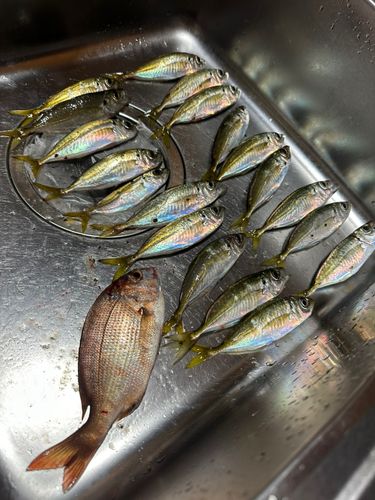 マアジの釣果