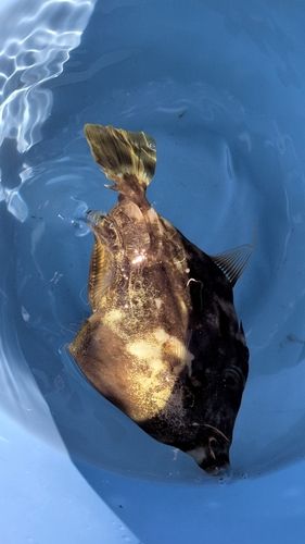 カワハギの釣果