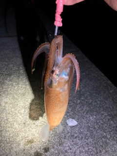 スルメイカの釣果