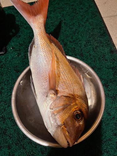 マダイの釣果