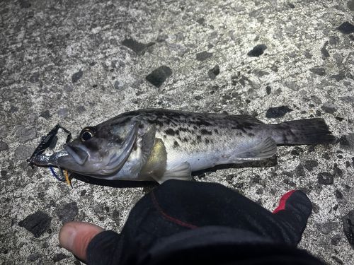 クロソイの釣果