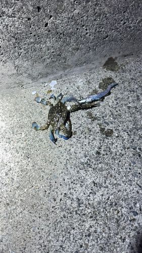 ワタリガニの釣果