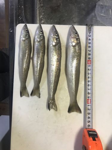 シロギスの釣果