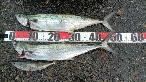 サゴシの釣果