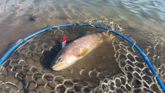 アメマスの釣果