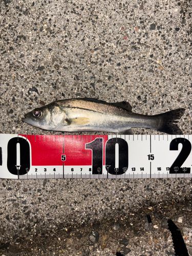 セイゴ（ヒラスズキ）の釣果