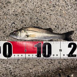 セイゴ（ヒラスズキ）