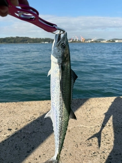 サゴシの釣果