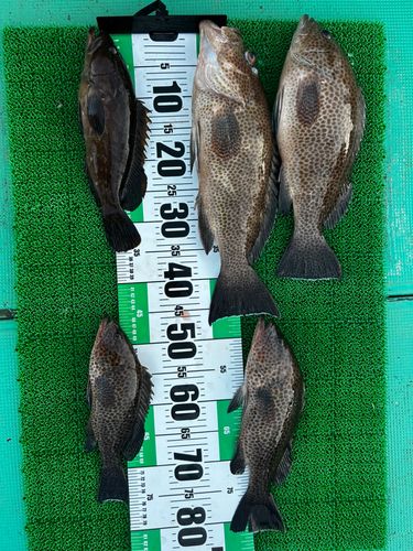 オオモンハタの釣果