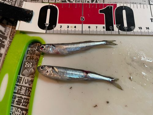 トウゴロウイワシの釣果