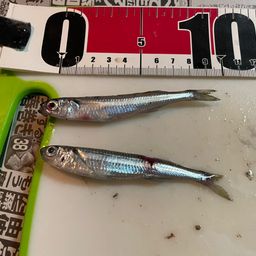 トウゴロウイワシ