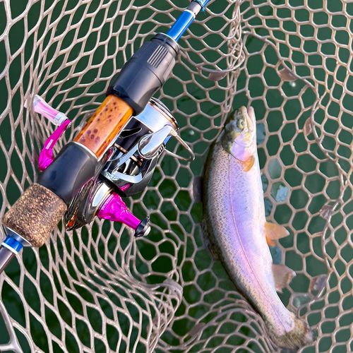 ニジマスの釣果