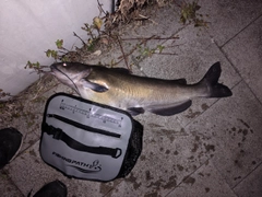 アメリカンキャットフィッシュの釣果