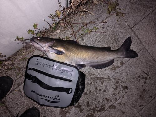 アメリカンキャットフィッシュの釣果