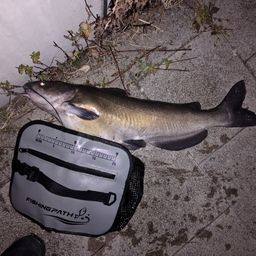 アメリカンキャットフィッシュ