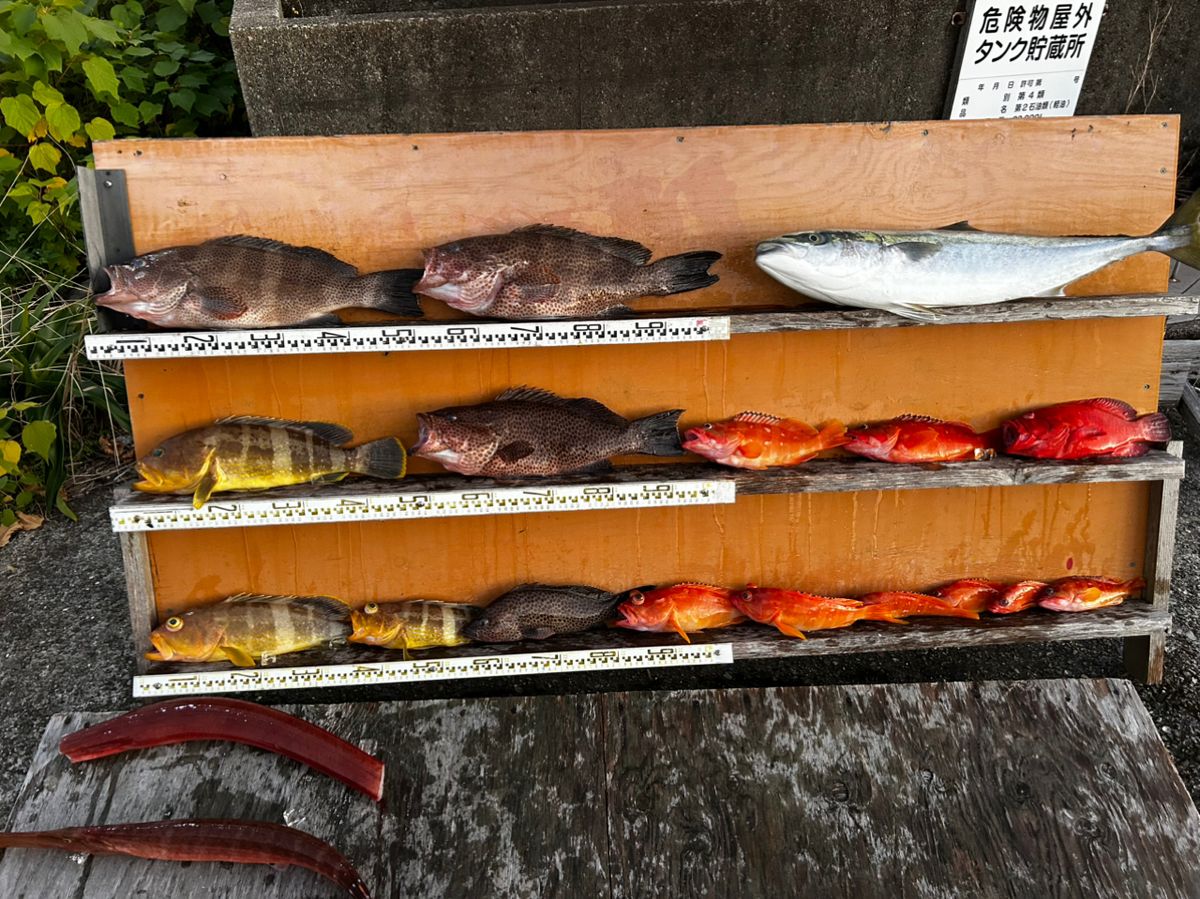 愛晃丸フィッシングさんの釣果 1枚目の画像