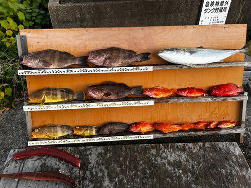 オオモンハタの釣果