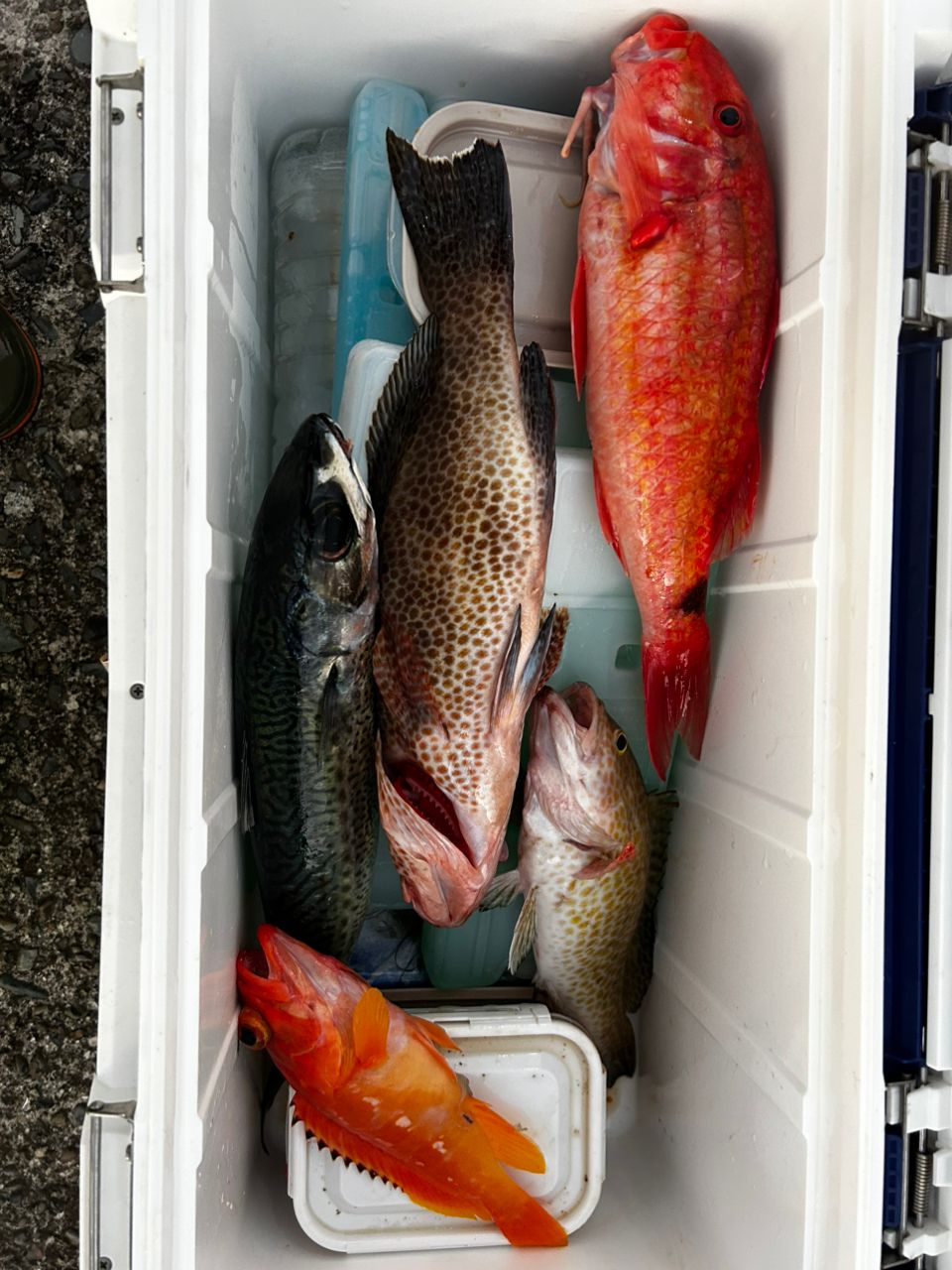 愛晃丸フィッシングさんの釣果 3枚目の画像