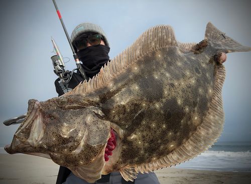 ヒラメの釣果