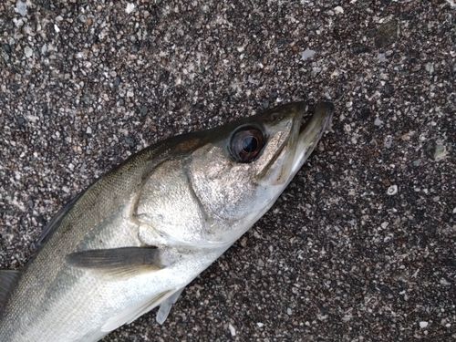 フッコ（タイリクスズキ）の釣果