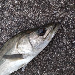 フッコ（タイリクスズキ）