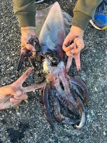 アオリイカの釣果