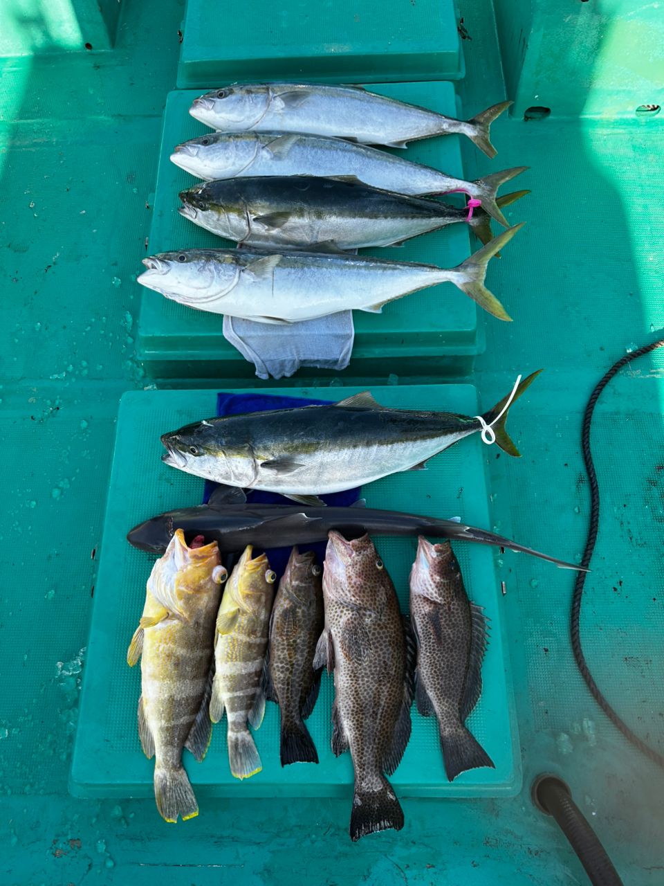 愛晃丸フィッシングさんの釣果 2枚目の画像