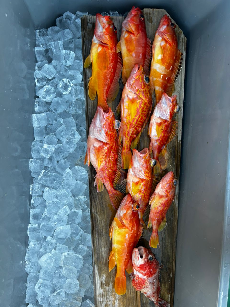 愛晃丸フィッシングさんの釣果 3枚目の画像