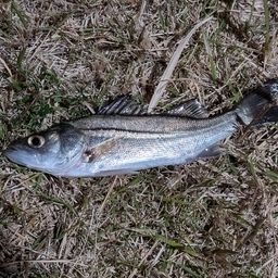 セイゴ（ヒラスズキ）