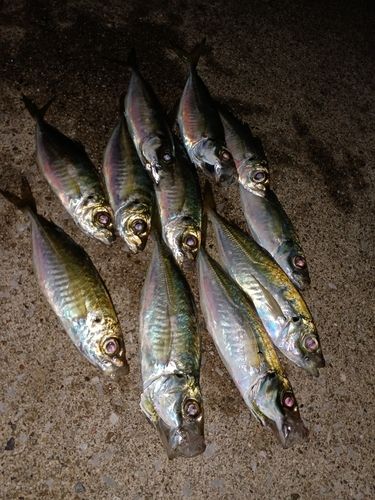 アジの釣果
