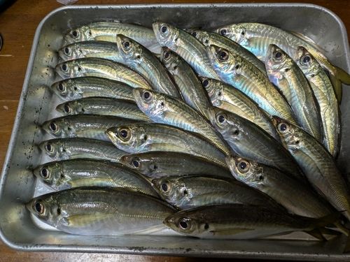 アジの釣果