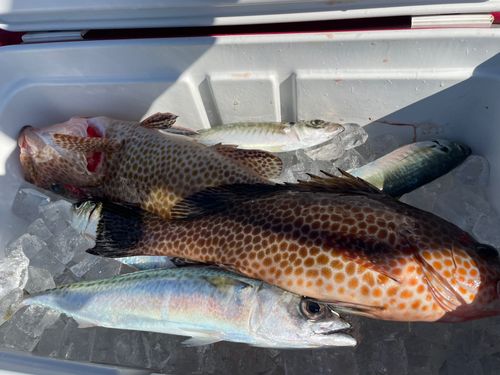 オオモンハタの釣果